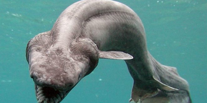 Squalo-serpente, scoperto pesce preistorico in Portogallo