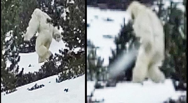 Svelato il mistero dello Yeti è solo un orso Himalaya