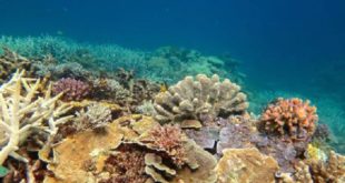 Australia, troppo caldo distrugge i coralli della barriera corallina