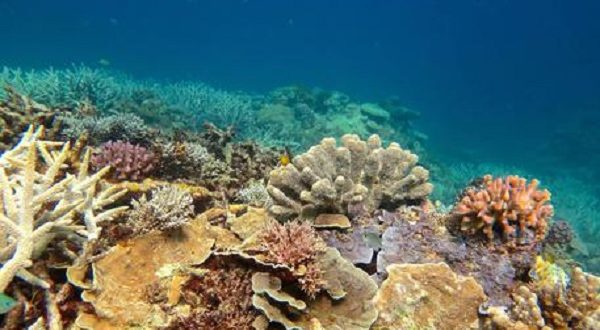 Australia, troppo caldo distrugge i coralli della barriera corallina