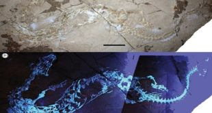 Fossile trovato in Puglia, si tratta di lucertole acquatiche?