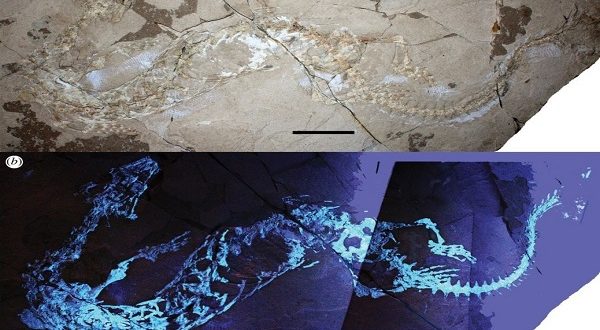 Fossile trovato in Puglia, si tratta di lucertole acquatiche?