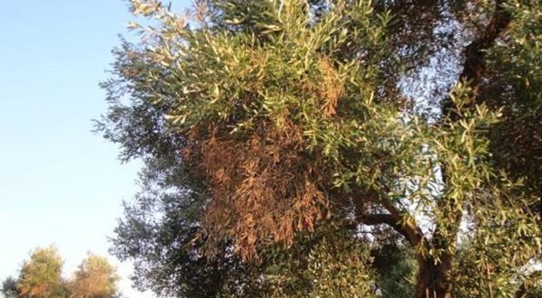 La xylella non esiste: polemica per la fake news di Grillo